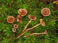 Cortinarius hemitrichus