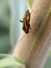 Plagiognathus moerens