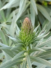 Plagiognathus moerens