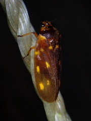 Ocoaxo septemnotatus