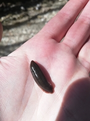 Haemopidae