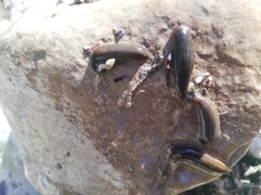 Haemopidae