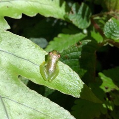 Centrolenidae