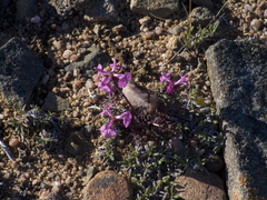 Pedicularis amoena