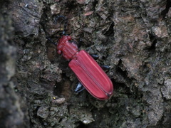 Cucujus cinnaberinus