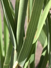 Eustachys paspaloides