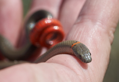 Diadophis punctatus modestus