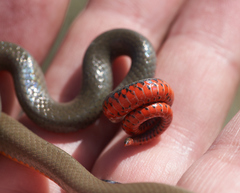 Diadophis punctatus modestus