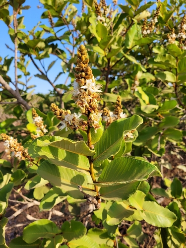 Neocarya macrophylla