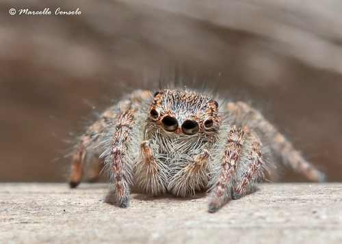 Red-bellied Jumping Spider