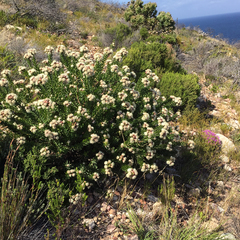 Leucospermum bolusii