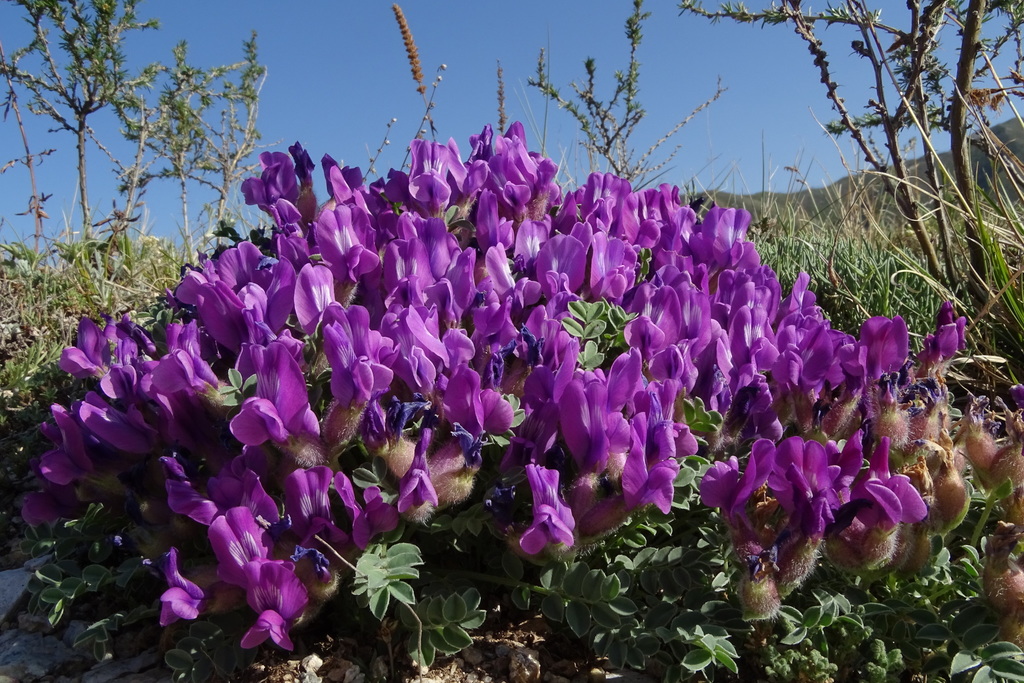 woolly-fruited nut oxytrope