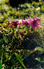 Pedicularis amoena