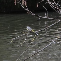 Motacilla cinerea cinerea