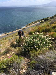 Leucospermum bolusii