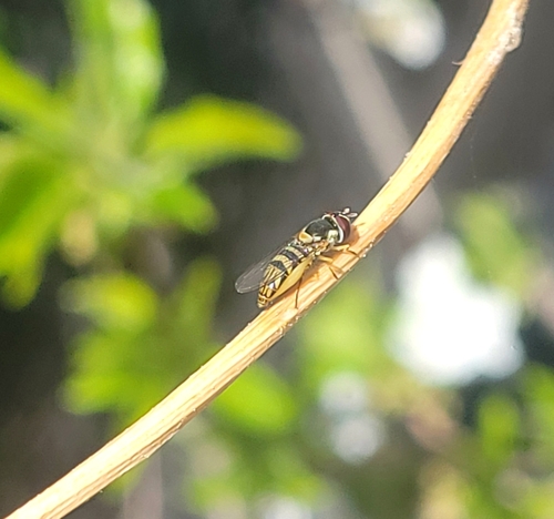 Unknown species found near 900 E / Hollywood Ave (NB), Salt Lake City, UT 84105, USA