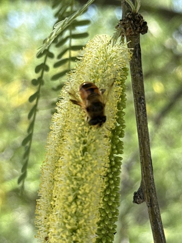 Unknown species found near Arizona-Sonora Desert Museum, Tucson, AZ, US