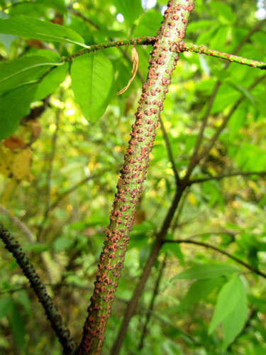 Warty-barked Spindle