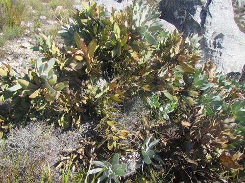 Protea magnifica, photograph 5