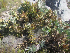 Protea magnifica, photograph (c) douglaseustonbrown, some rights reserved (CC BY-SA)