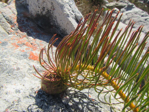 Ceres Sugarbush (Protea pityphylla)