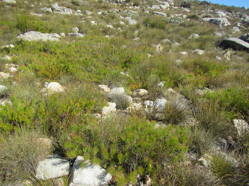 Protea pityphylla, photograph 1