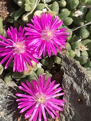 Trichodiadema setuliferum