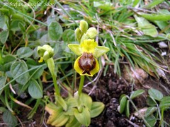 Ophrys sicula