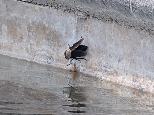 Unknown species found near Tecopa Hot Springs, Tecopa, CA 92389, USA
