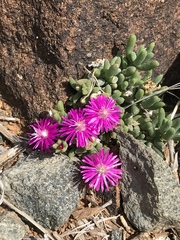 Trichodiadema setuliferum