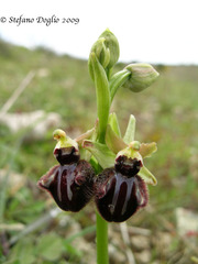 Ophrys sphegodes atrata