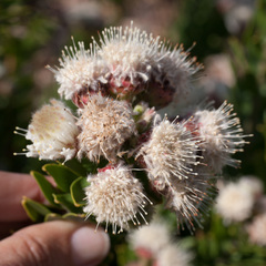 Leucospermum bolusii