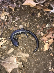 Plethodon sequoyah