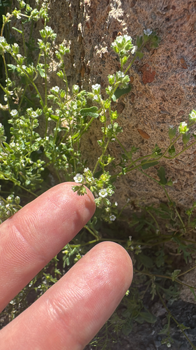 Dainty Desert Hideseed (Eucrypta micrantha)