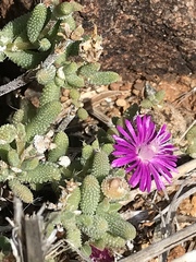 Trichodiadema setuliferum