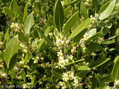 Phillyrea latifolia media