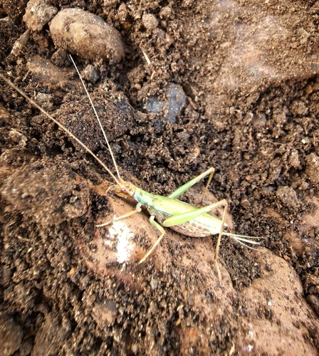 Cape Thermometer Cricket photo 4