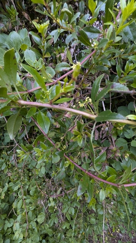 Tasaigo (Rubia fruticosa)