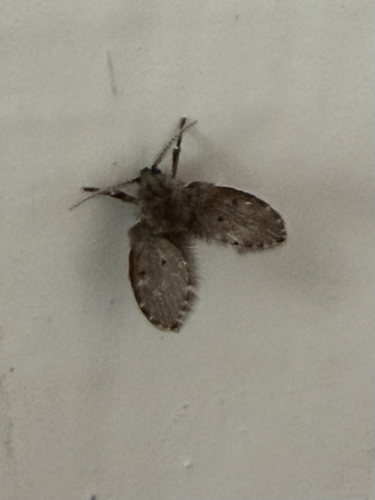 Unknown species found near Laharpe St, New Orleans, LA, US