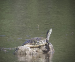 Trachemys venusta iversoni