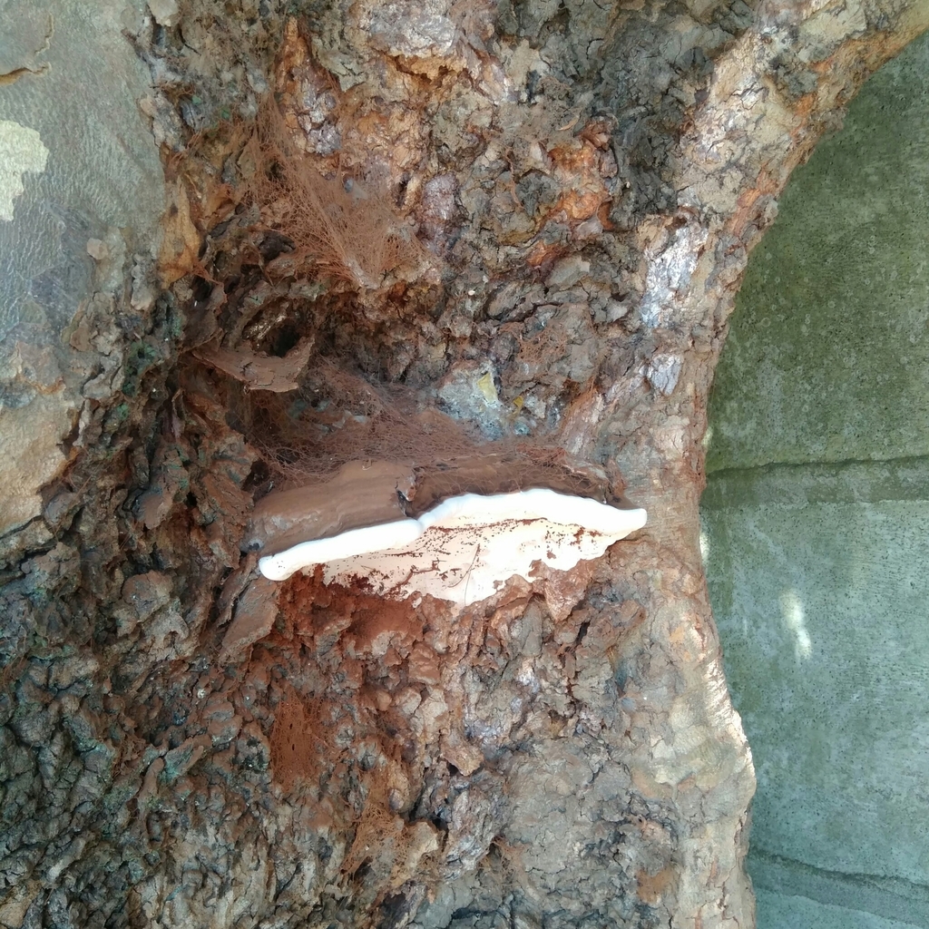Ganoderma australe · March 2020 · photo: © cristianriquelme (iNaturalist, cc-by)