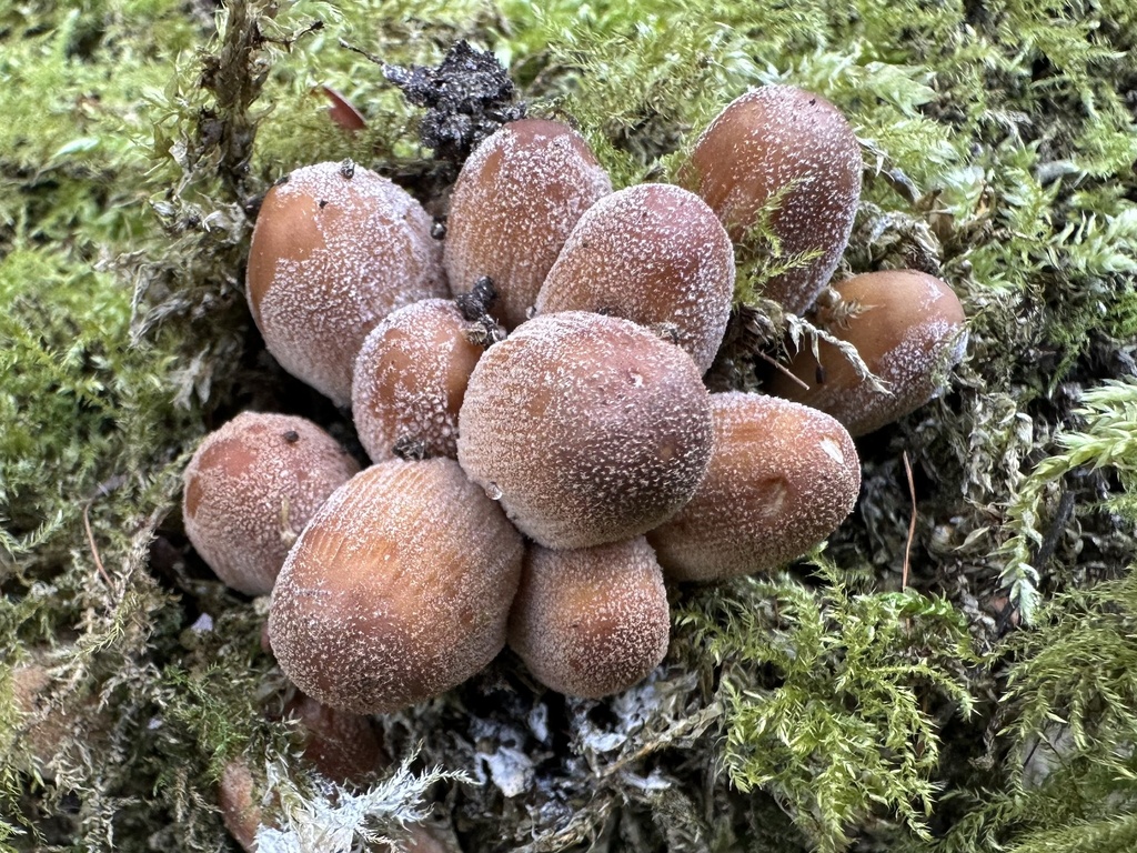 Coprinellus micaceus · March 2026 · photo: © cecileroux (iNaturalist, cc-by-sa)