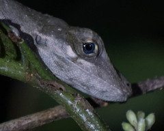 Anolis woodi