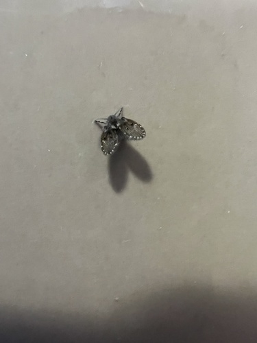 Unknown species found near Bergen County Zoo, Paramus, NJ, US