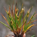 Ficinia echinata - Photo (c) Charles Stirton, algunos derechos reservados (CC BY-SA), uploaded by Charles Stirton