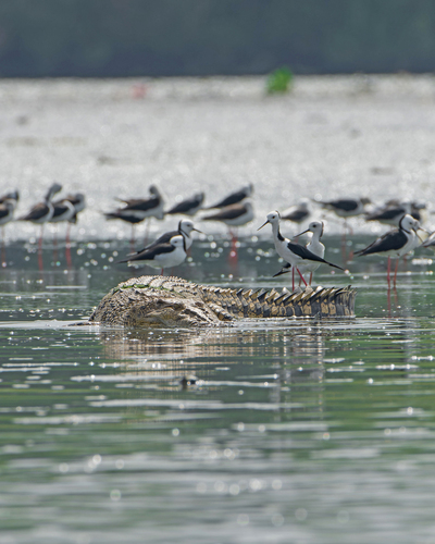 Saltwater crocodile, Crocodylus porosus