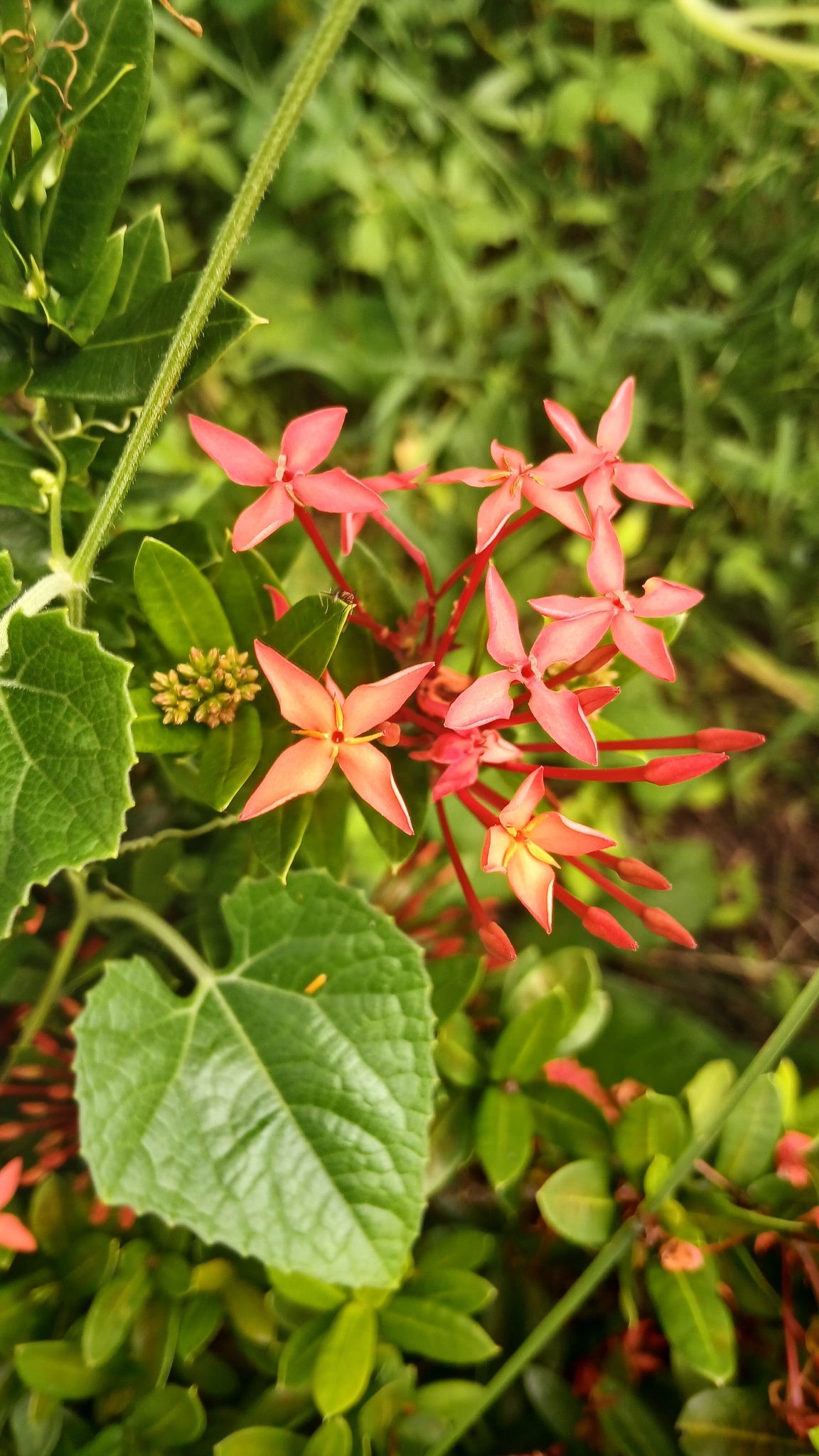 Ixora coccinea