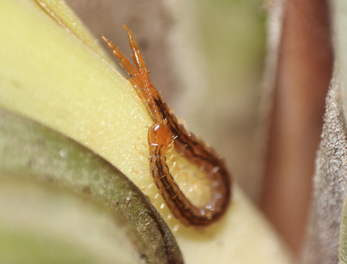Cryptops floridanus Chamberlin, 1925