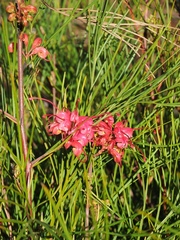 Grevillea johnsonii