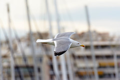 Larus michahellis
